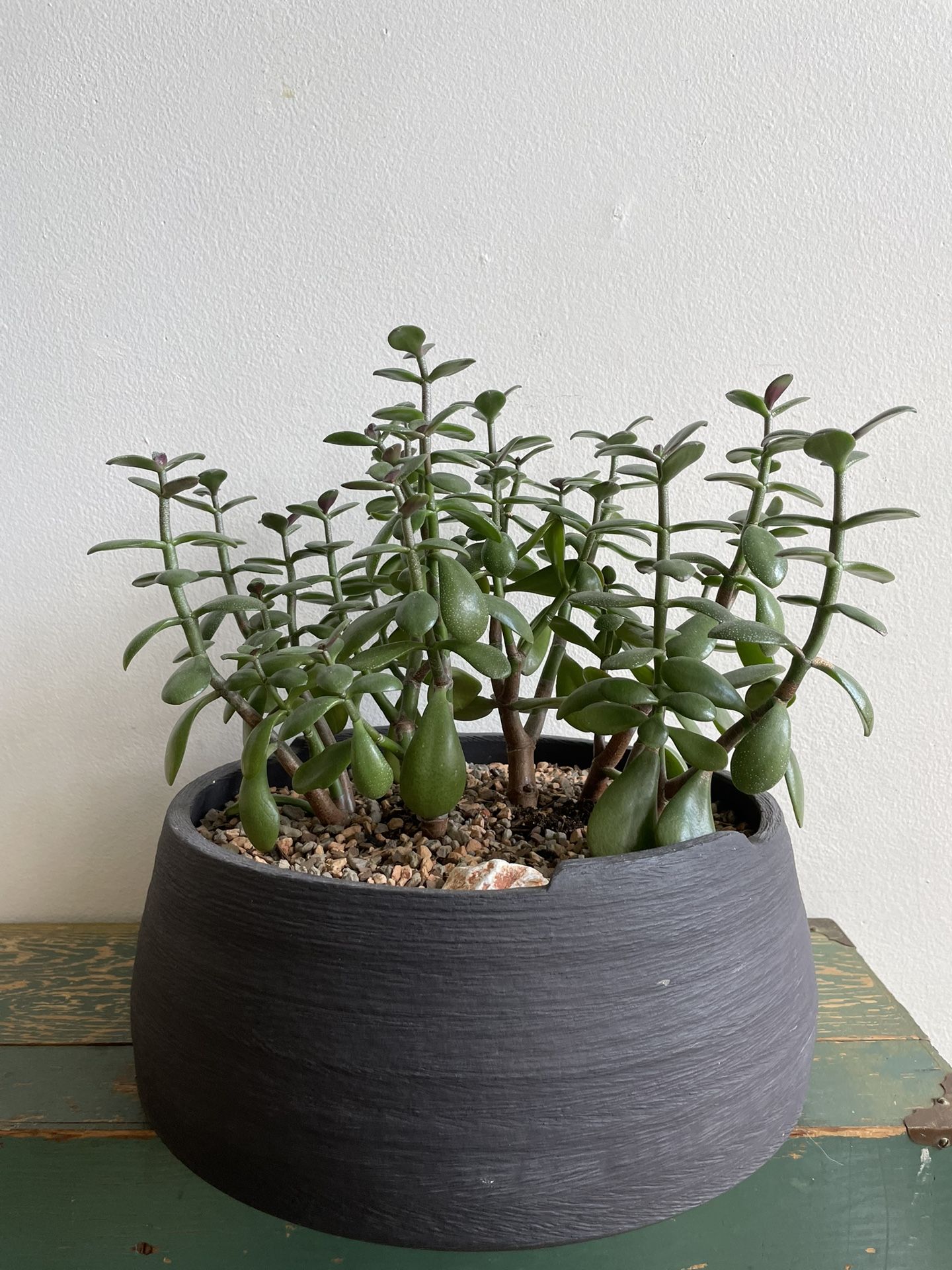 Jade Crassula ovata Plant