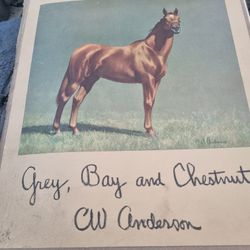 Portfolio  Of Horses