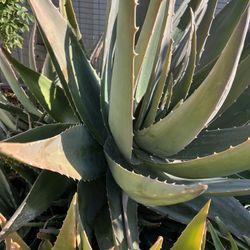 Big Leave Aloe Vera 