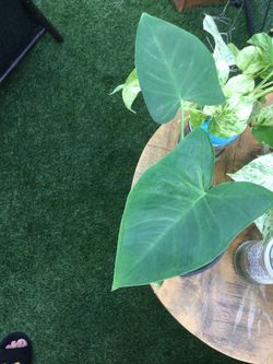 ELEPHANT’S EARS PLANT. NEW  14” H 🌱