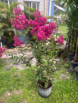 CRAPE MYRTLE (5 gallon pot) Beautify Landscape with bold colors