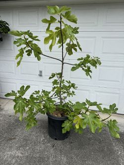 fig tree plant 6y old Olympian