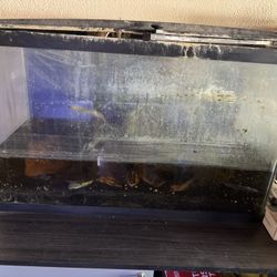 55 Gal Aquarium 