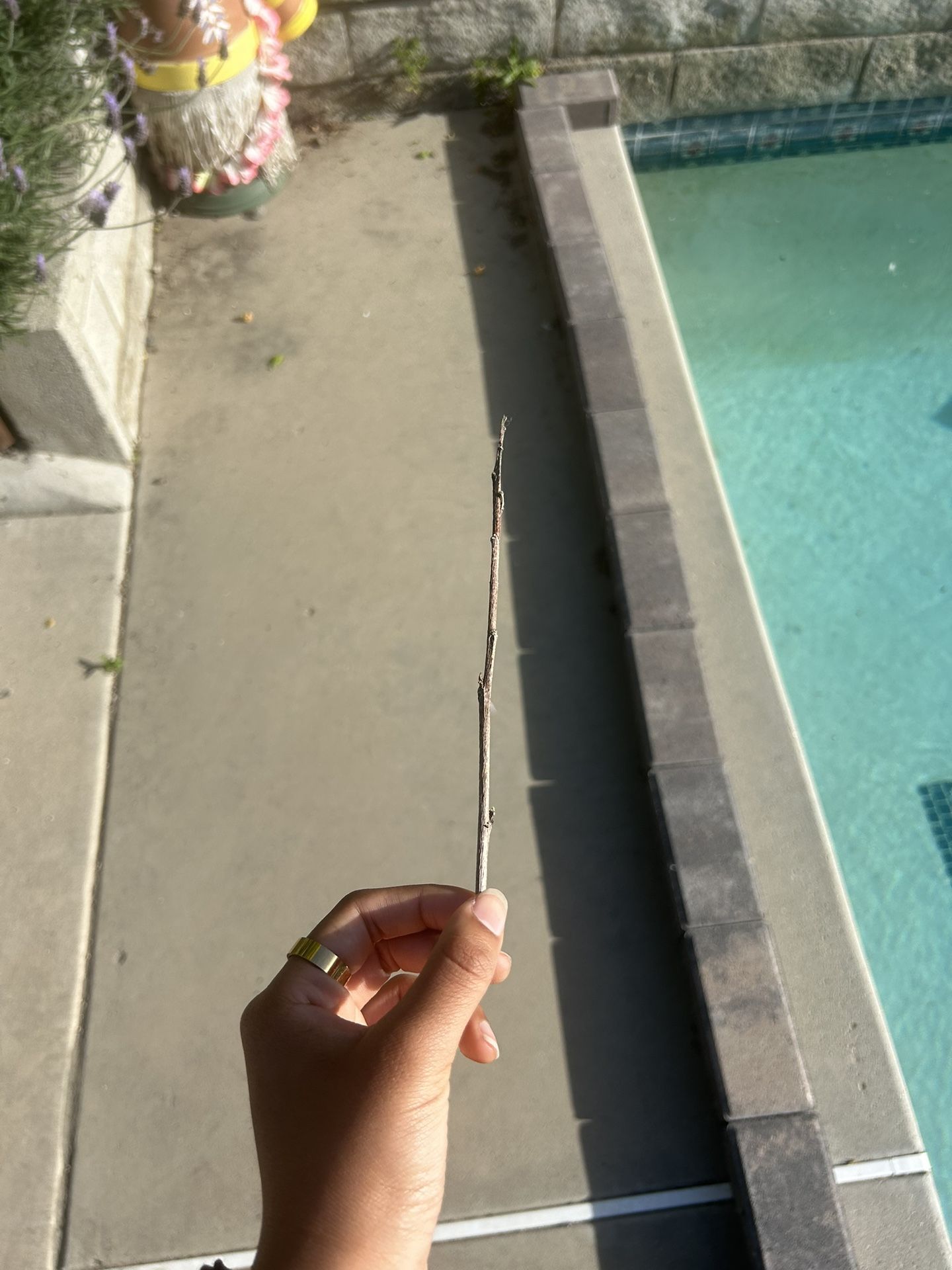 Beautiful Stick