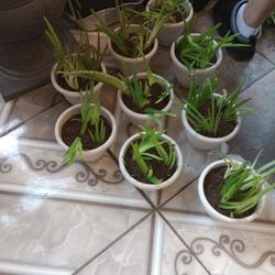 Small Pots Of Aloe Vera  