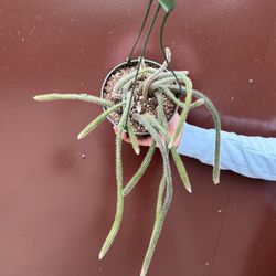 6” Rat Tail Cactus 