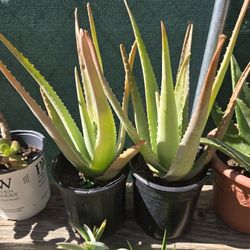 Aloevera Plants