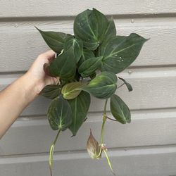 4” Micans Philodendron 