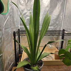 Snake Plant
