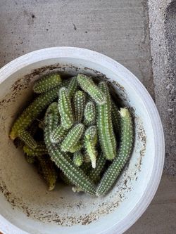 Peanut cactus pups ( peanuts )