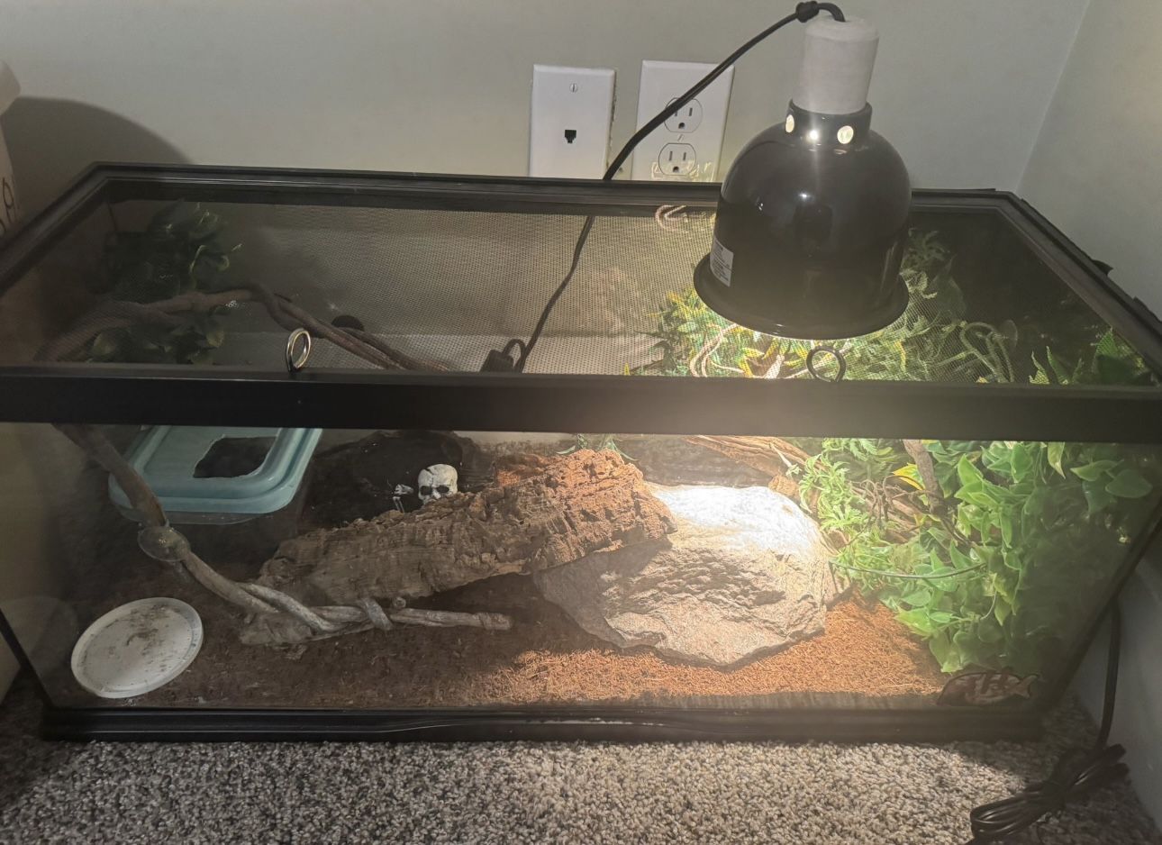 Leopard Geckos + Complete Terrarium for Free