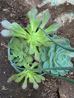 Succulent onsale 1 plant