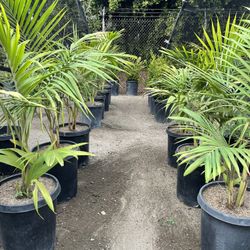 King Palms 🌴