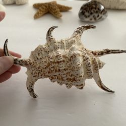 Chiragra Spider Conch 6” Sea shell