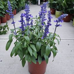 Blue Salvia PLANTS ARRIVE, BEAUTIFUL AND HEALTHY. $10 EACH