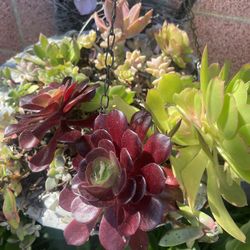 Gorgeous Plants In A Hanging Pot 