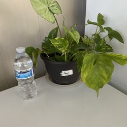 Golden Photos Y Singonio Plantas Naturales