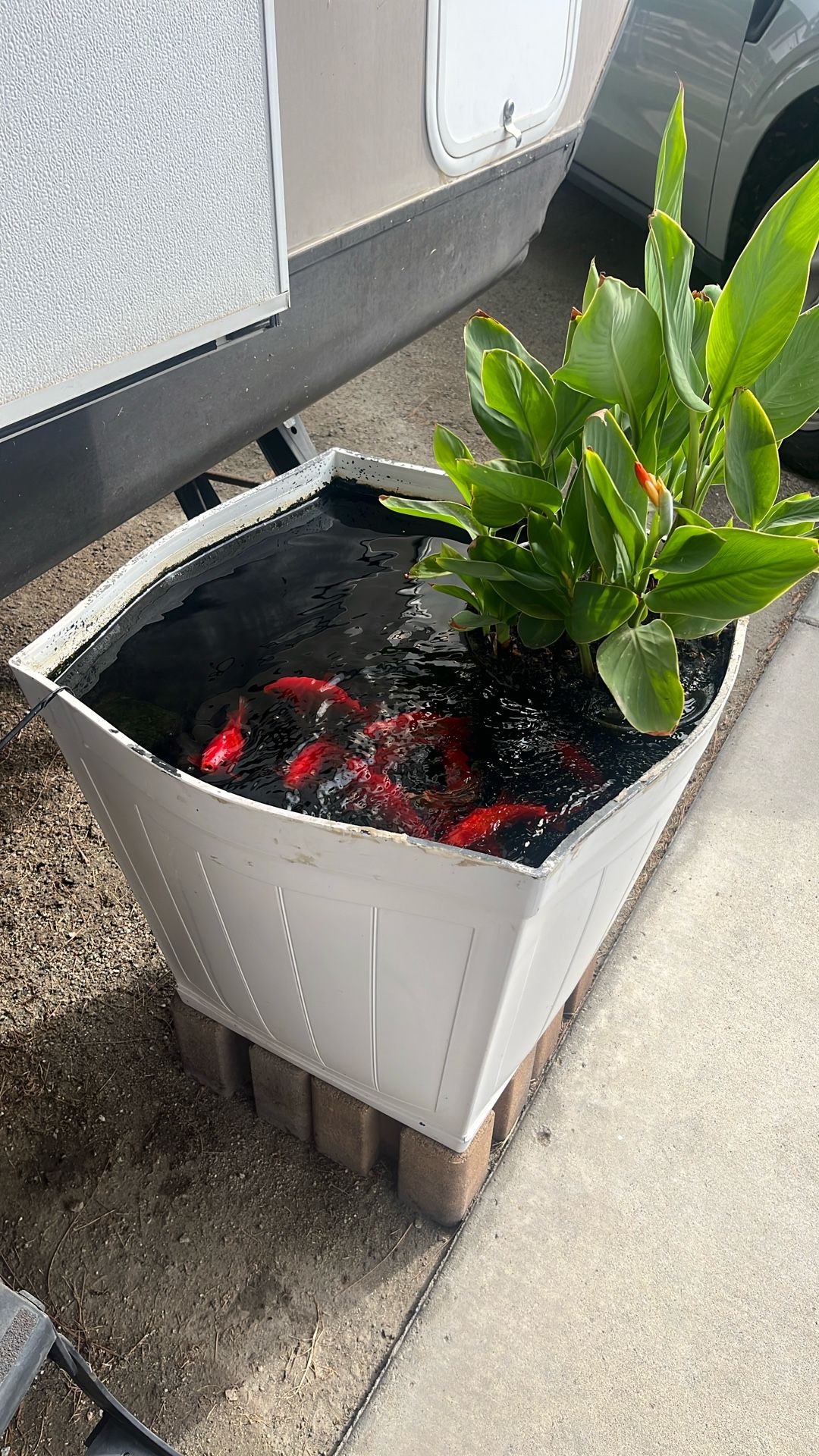 Large Gold Fish With Or Without Pond