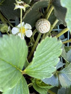 2 White Cream Strawberry Super Strong Root With Strawberry 2 Pots For 10