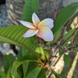Plumeria Tree (JJ-105) - Tropical Flowering Tree