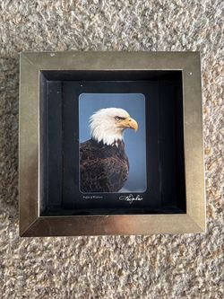 Ken Jenkins Photography Framed Bald Eagle Print – "Profile of Wildness" (1998)