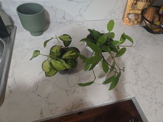 HOYA PLANTS