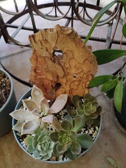 7assorted plants see pics