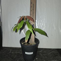 Lychee Seedling Plant