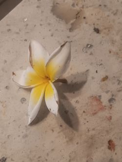 White/Yellow Plumeria Cuttings