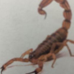 Pest Control Service 