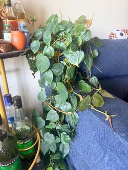 Heart Leaf Philodendron