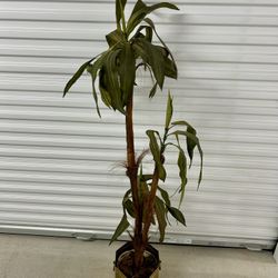5 Ft 4 Tall Dracaena Plant in Brass Planter