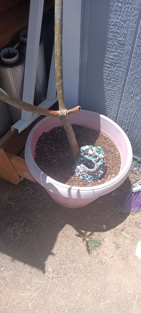 Plants