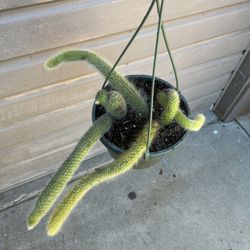 8” Big Monkey Tail Cactus