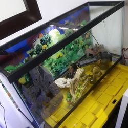 Fish Tank Aquarium