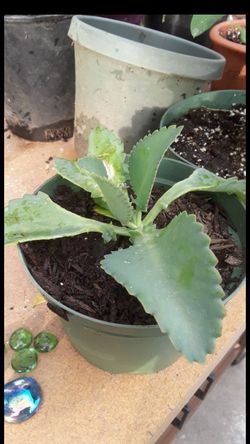 Succulent