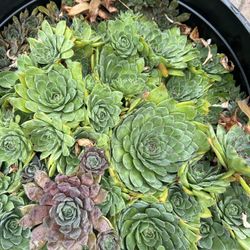 Succulents 