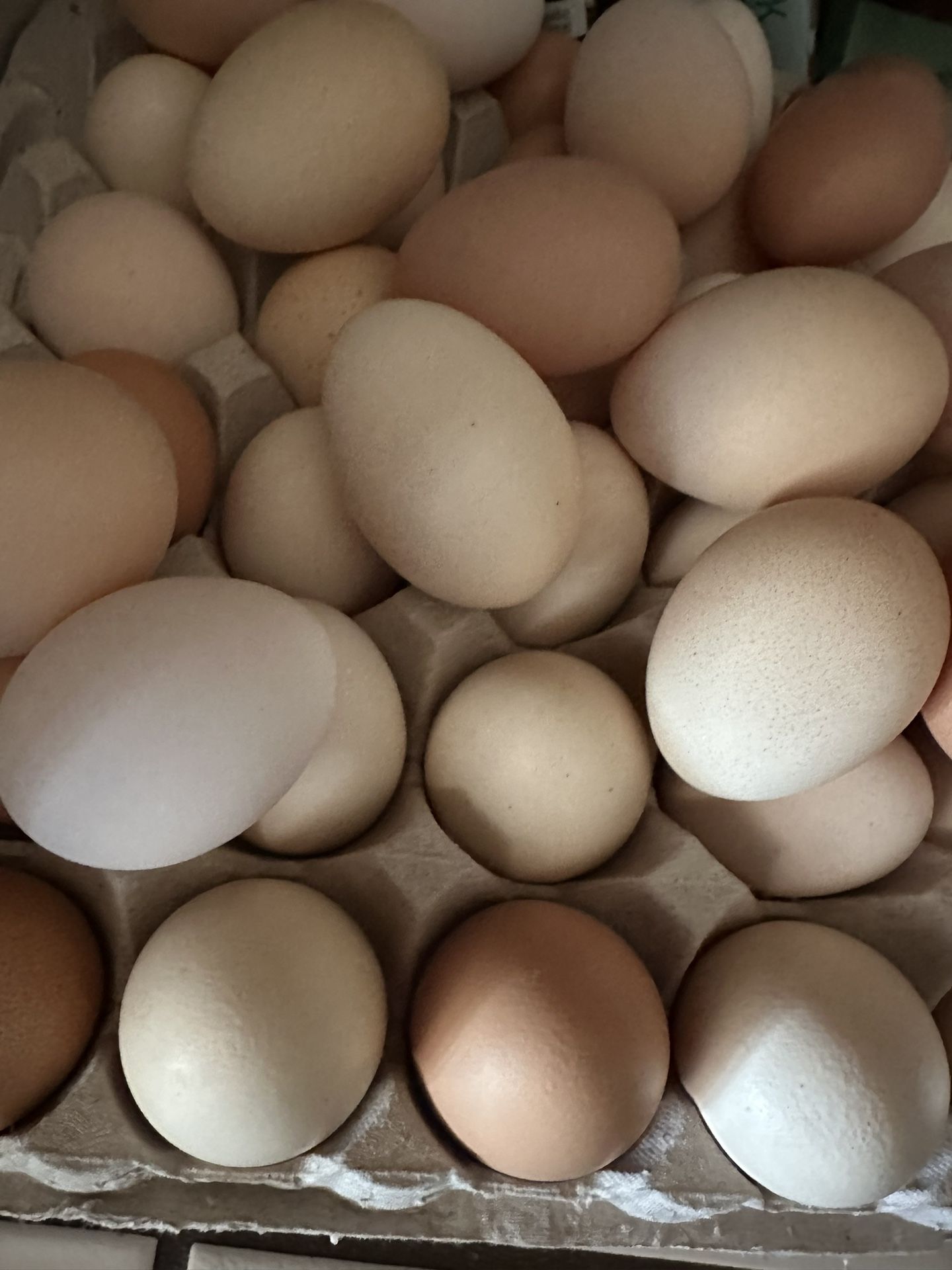 Fresh Eggs