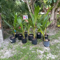Palm Trees For Sale