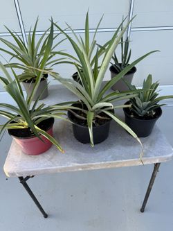 Pineapple Plants
