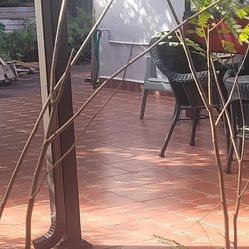 Flamboyant Trees Free