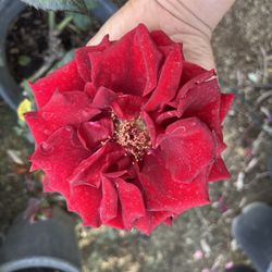 Lots Of Plants For Sale 🌷 Different Prices 