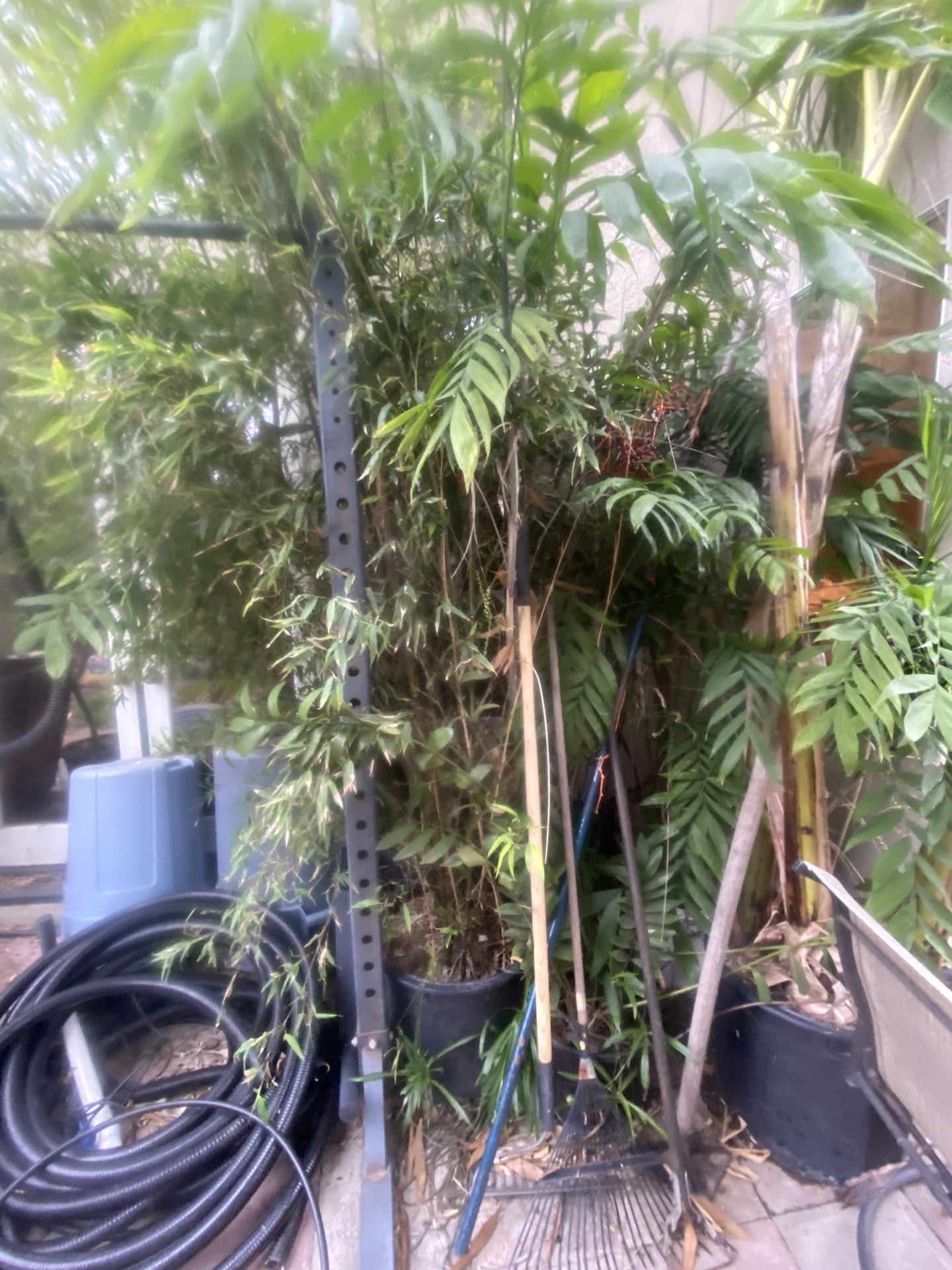 Plants For Sale: Bottle Palm, Plumeria, Bamboo, Chamaedorea 