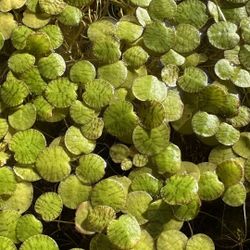 5 rare tiger frogbit floating aquarium plant