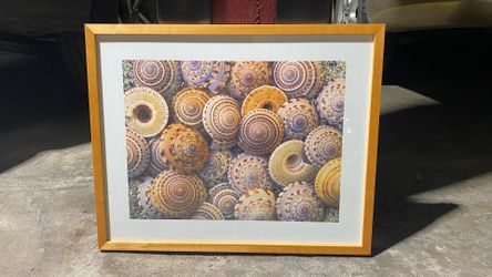 Framed Seashell Print Wall Art