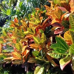 BEAUTIFUL CROTON PRIVACY HEDGE PLANTS 💛🧡7GL $16