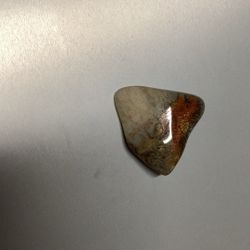 Fossil Coral