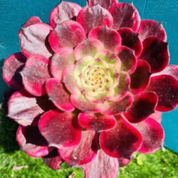 Rare Aeonium King Kong live rooted 7”, get 2 free succulent cuttings