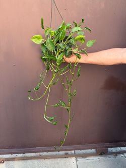 6” Shangri La Pothos