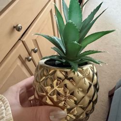 Fake Pineapple Plant 